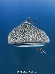 Touch the Sky
Whale Shark - Rhincodon typus
Sail Rock, ... by Stefan Follows 